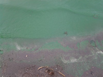 strange green color of lonar lake
