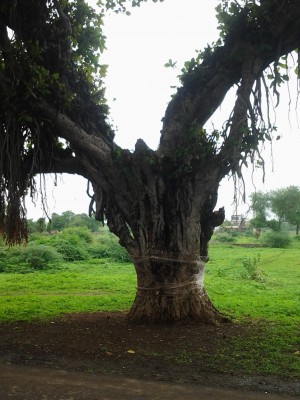 marriage longevity of the banyon tree